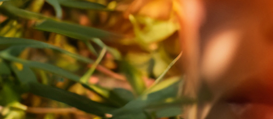 Image d'ambiance plante verte
