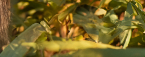 Image d'ambiance plante verte